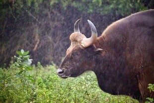 野外的棕色公牛