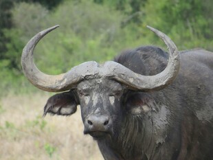 非洲水牛特写