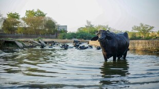 水牛群在水中休憩