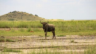 草原上的孤独角马