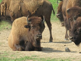 草原上休憩的野牛
