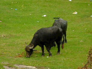 草地上的两头牛