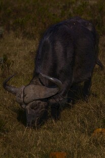 草原上低头吃草的水牛