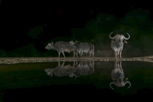 水边牛群的静谧倒影