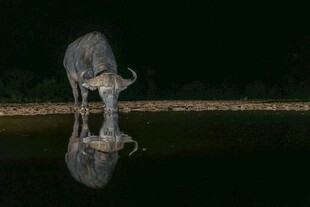 夜晚水边低头饮水水牛