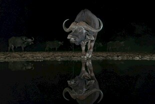 水边牦牛及其水中倒影