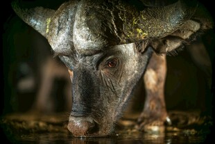 低头饮水的奇特角兽