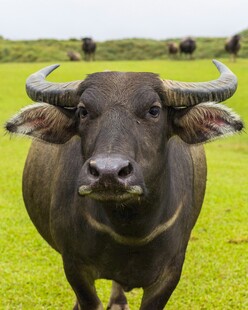 田野中的健壮水牛