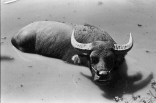 卧地的长角水牛