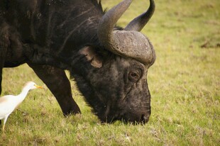水牛与白鹭共栖草地