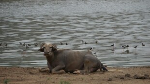 岸边休憩的海豹与飞鸟