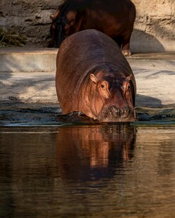 河马水中倒影