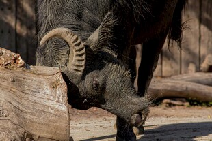 水牛低头磨蹭木桩
