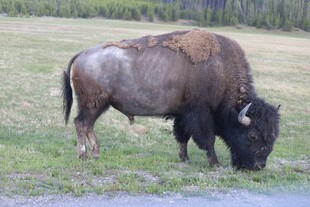 草原上低头吃草的野牛