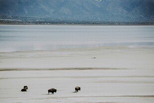 海边漫步的三只动物