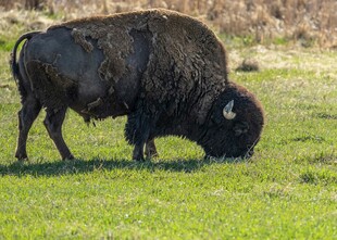草原上低头吃草的野牛