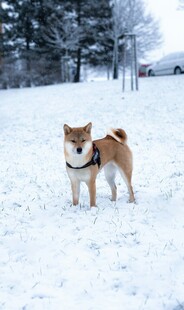 雪地中的可爱柴犬