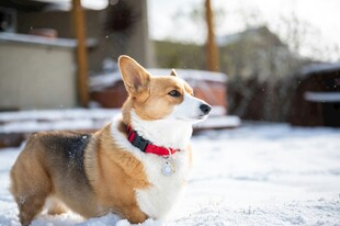雪地中的可爱柯基犬