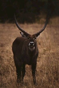 草原上的长角羚羊