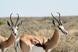 草原上的两只羚羊