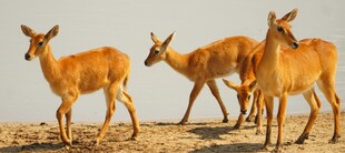 草原上的几只羚羊