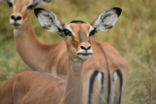 草原上的两只优雅羚羊