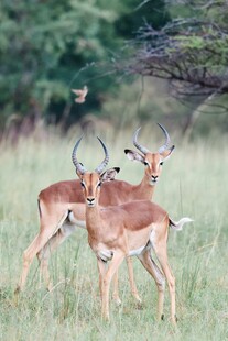 草原上的优雅羚羊