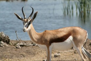 水边的羚羊