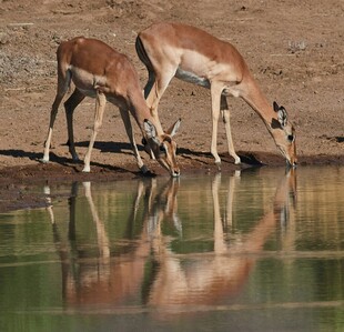 羚羊于水边饮水的静谧瞬间