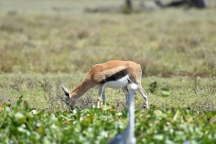 羚羊于草原低头觅食