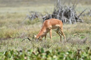 草原上低头吃草的小鹿