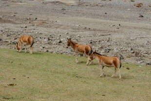 草原上奔跑的羚羊