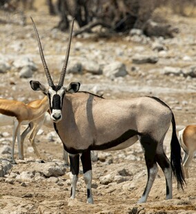 沙漠中的长角羚羊
