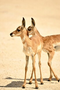 沙漠中的两只羚羊