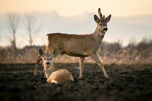 田野中的两只优雅小鹿