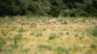 野外草地与远处树林景观