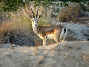沙漠中的羚羊