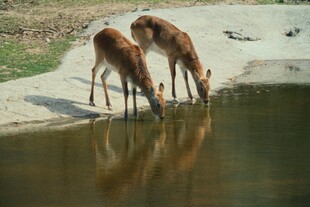 小鹿溪边饮水