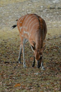 羚羊低头吃草的自然场景