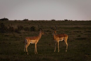 草原上的两只羚羊