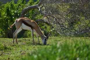 羚羊于草地低头觅食