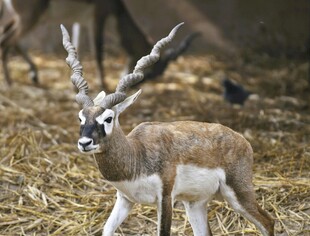 长角羚羊于干草间漫步