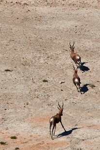 沙漠中奔跑的羚羊