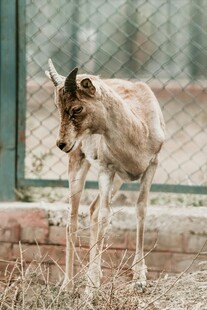 瘦弱小羊站在围栏旁