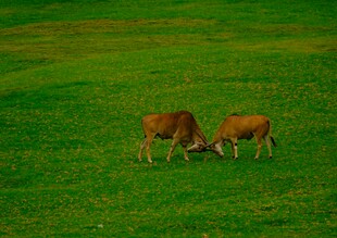 草原上的两头牛在吃草