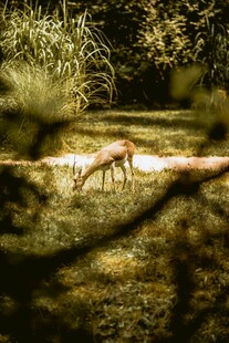 林间小鹿悠然觅食
