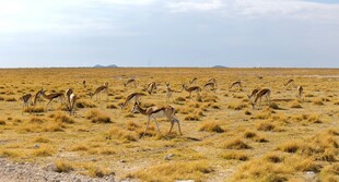 沙漠中行进的羚羊群