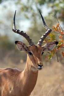 草原上的黑斑羚特写