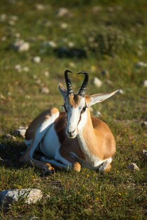 草原上休憩的羚羊