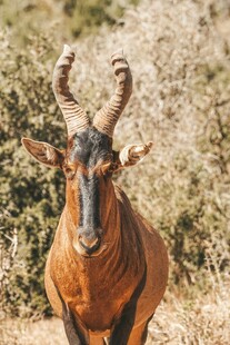 草原上的长角羚羊